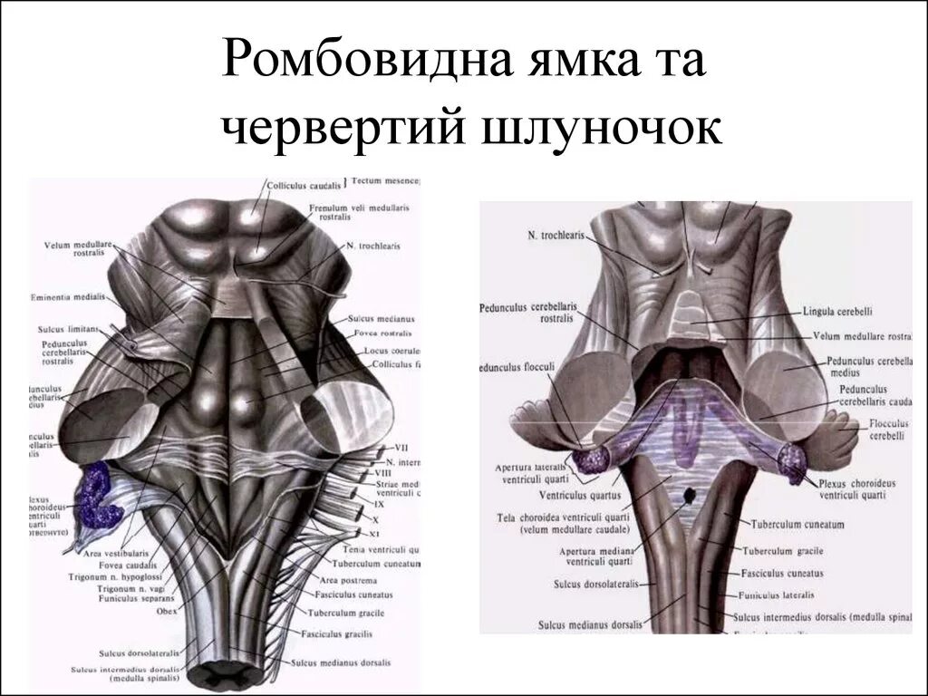 Дорсальная поверхность мозга. Ромбовидная ямка головного мозга анатомия. Ствол мозга ромбовидная ямка. Перешеек ромбовидного мозга строение. Внешнее строение ромбовидной ямки.