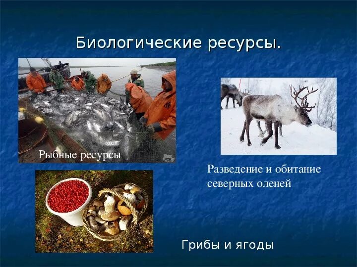 Биологические ресурсы. Биологические ресурсы Сибири. Биологические ресурсы Западно сибирской равнины. Биологические ресурсы Западной Сибири таблица.