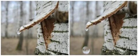 Почему весной сок у берез сладкий