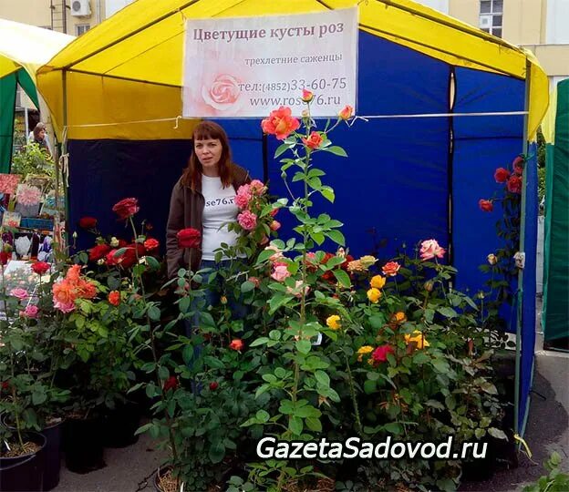 Слива мирабель колоновидная. Тепличный комбинат лазаревское ярославль. Лазаревское саженцы. Ежевика питомник лазаревское ярославль. Питомник ярославль саженцы.