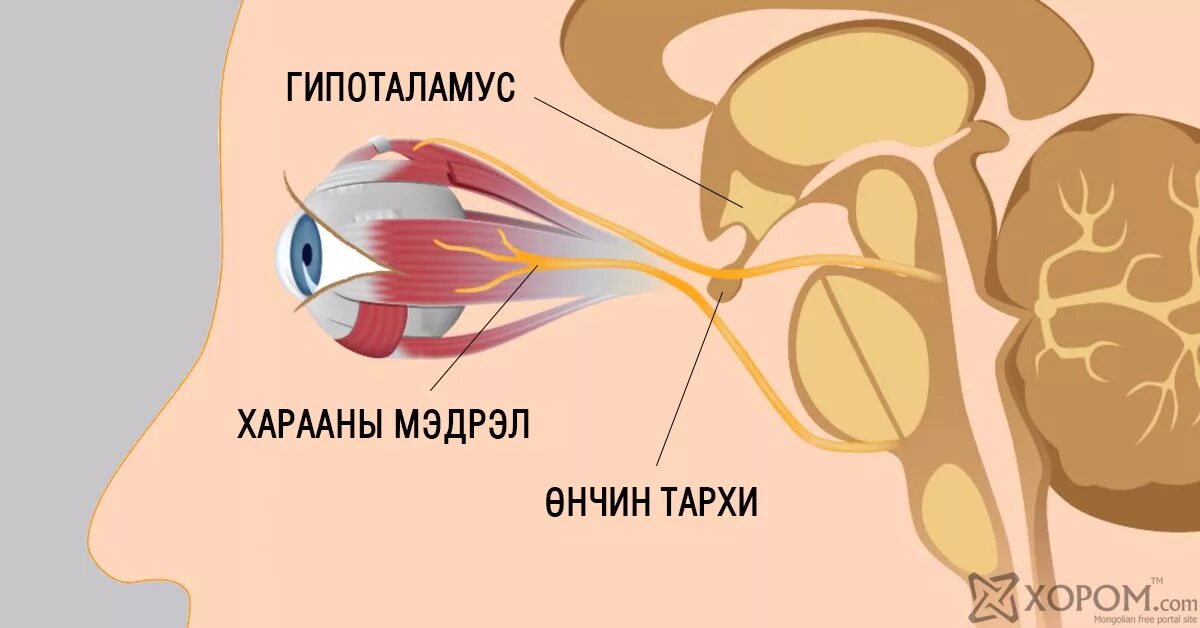 Два зрительных нерва. Зрительные нервы. Зрительный нерв. Зрительный не ра.