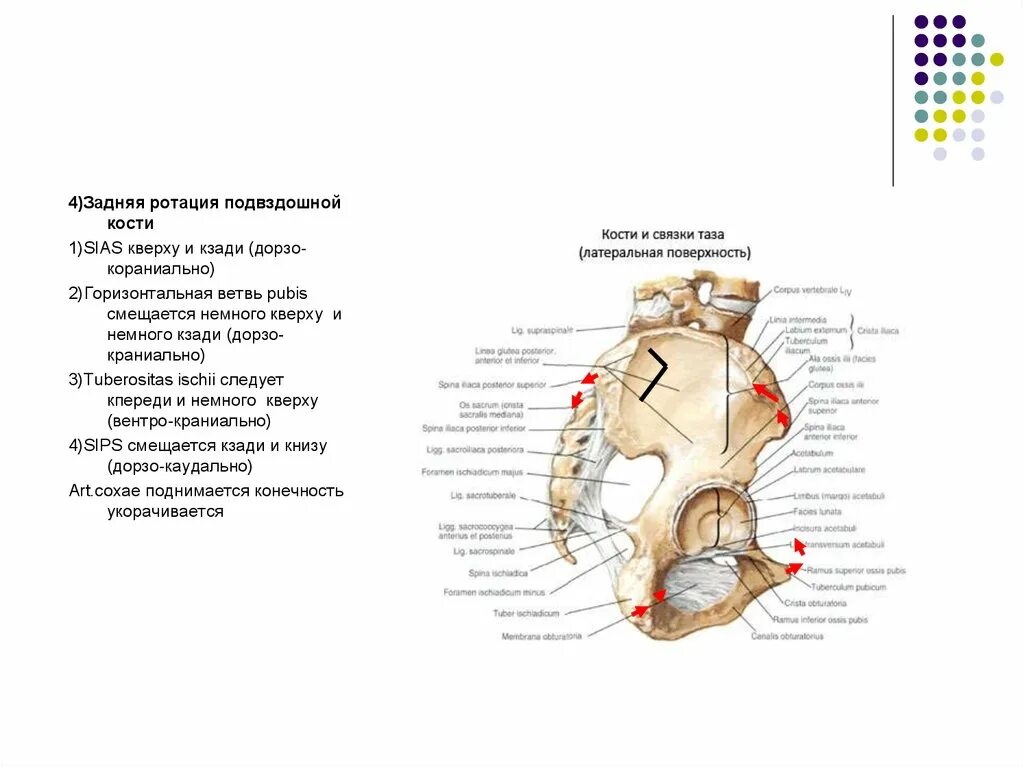 Задняя подвздошная кость. Ротация подвздошной кости. Передняя ротация подвздошной кости. Ротация таза. Смещение подвздошной кости.