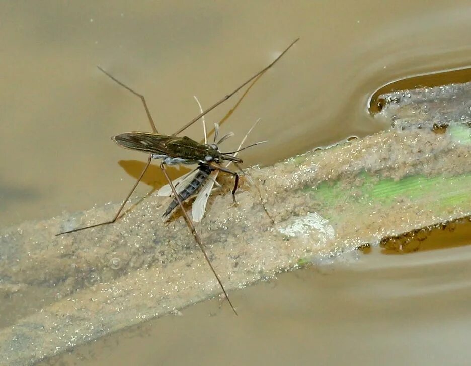 Gerris lacustris. Клоп водомерка. Жук водомерка. Водомерка прудовая отряд. Клоп водомерка.