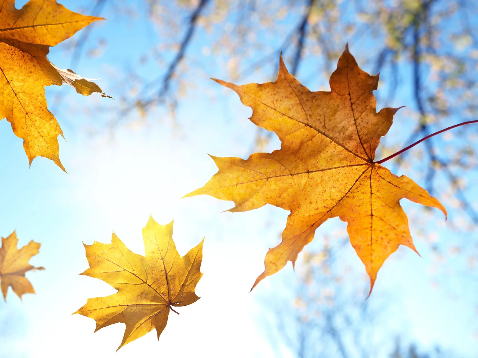 Летящие по ветру листья. Осень листья. Кленовый лист. Осенняя листва. Осенний кленовый лист.
