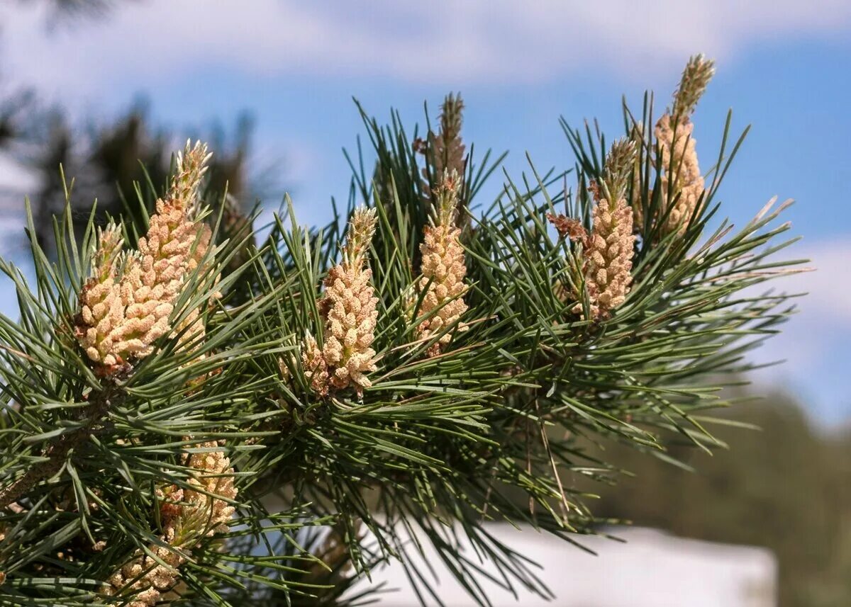 Почки сосны польза. Pinus Sylvestris побег. Pinus Sylvestris почки. Pinus Sylvestris Ødegård. Pinus Sylvestris шишка.