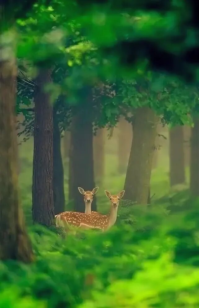 Природа животные картинки фото "Early morning encounter" by Konsta Punkka Animals beautiful, Animal photography