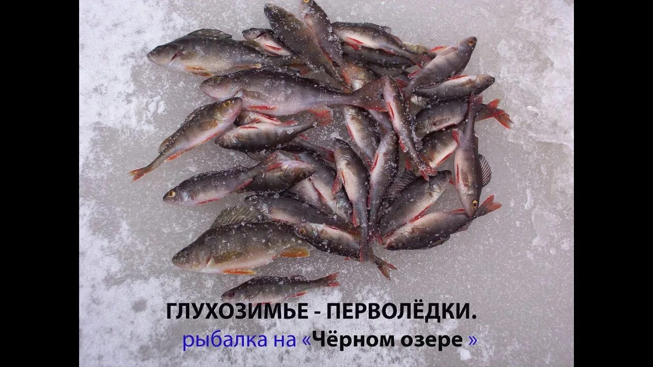 Рыбалка на окуня. Рыба на льду. Рыбалка на окуня зимой. Окунь зимой. Фото окуней зимняя рыбалка.