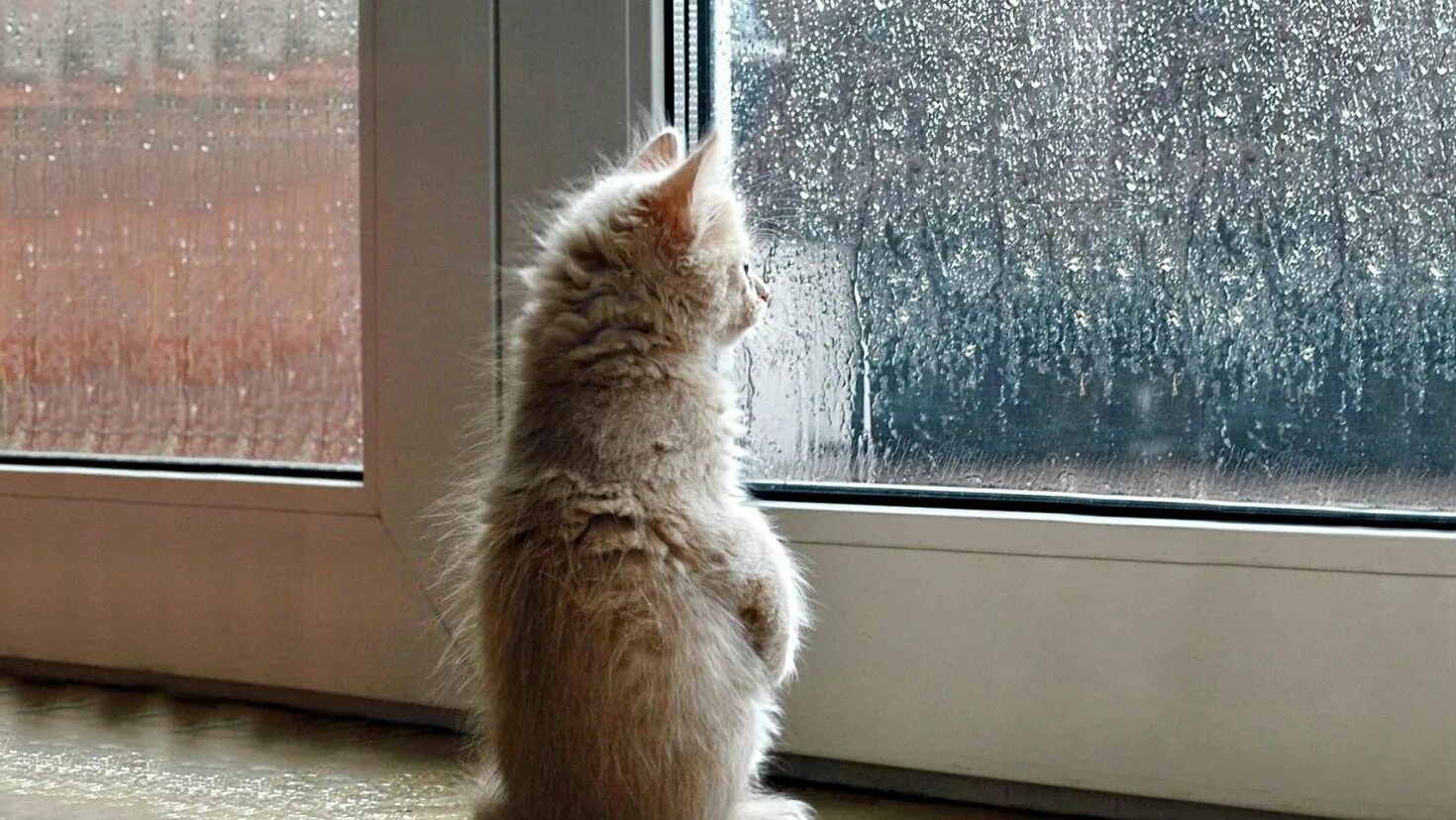 Кот жди загрузки. Кот смотрит в окно дождь. наконец то тепло. котики весенний дождь. тепло на улице весна.