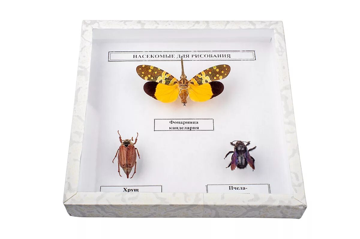 Тактильные коробочки. Букашки в коробочка 2014. Коробочка насекомое. Коробка для коллекции насекомых. Коробочка насекомое.
