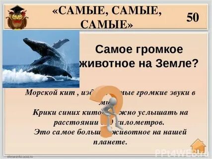 Самое громкое животное