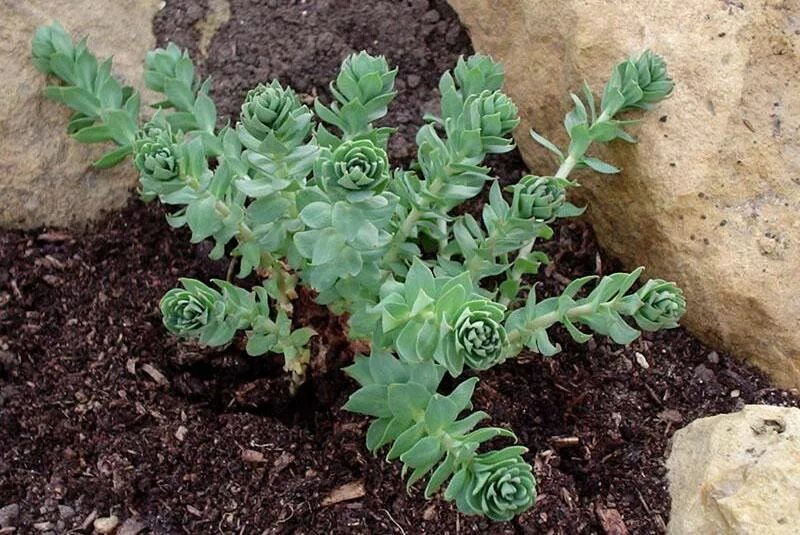 Rhodiola rosea (родиола) семена. Розовая радиола семена. Родиола розовая рассада. Родиола розовая саженцы.