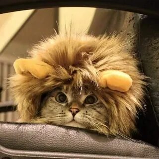 Кот лев