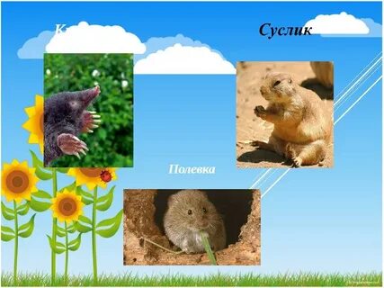 Растения и животные луга