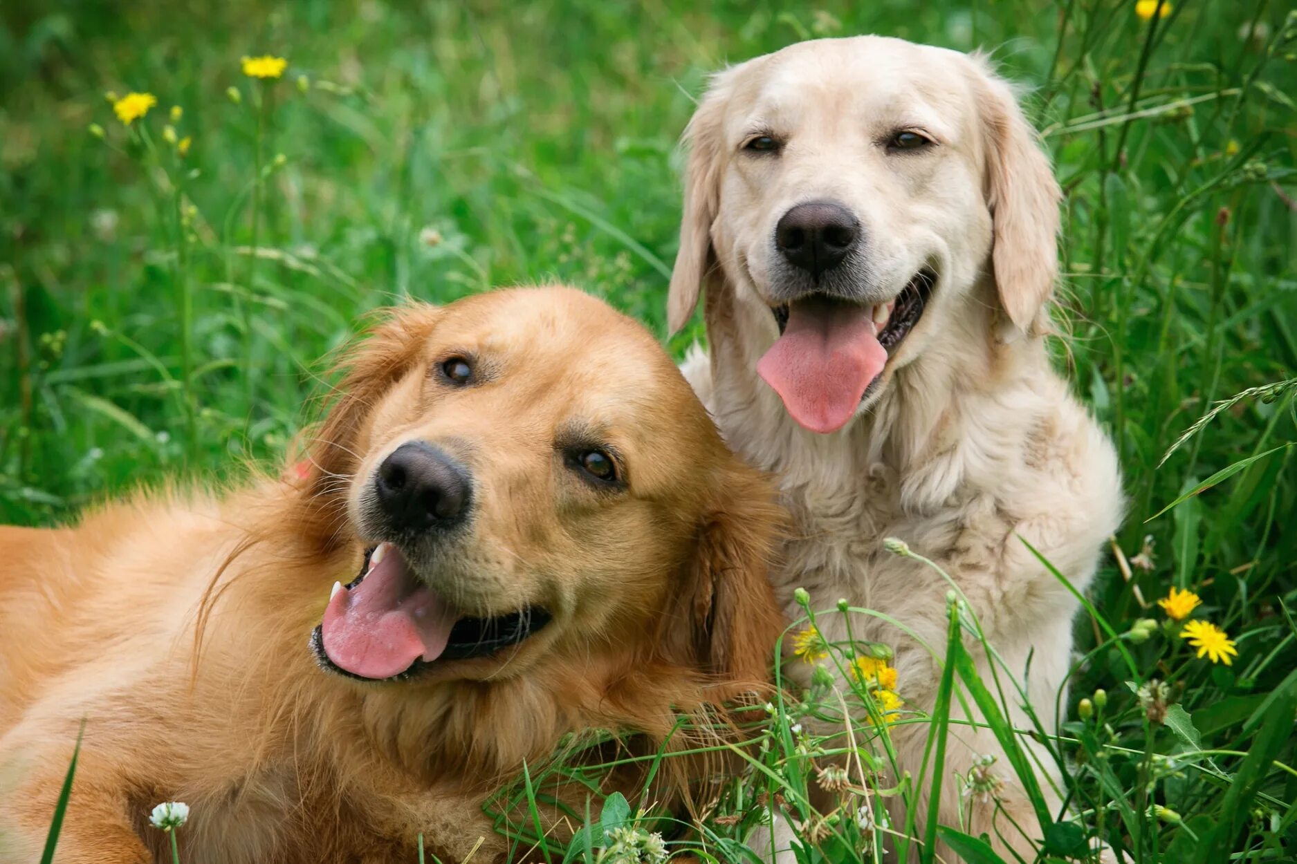 Лабрадор ретривер золотистый. Две собачки. Добрые собаки. Собачка лето. Pets википедия
