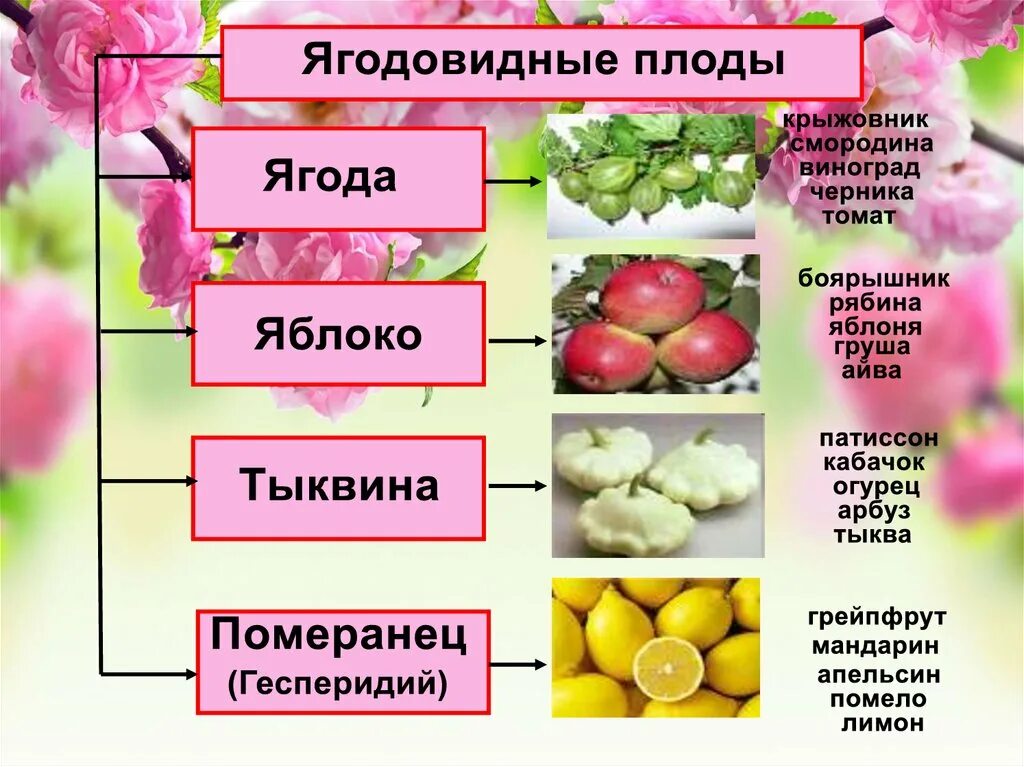 Ягодовидные плоды. Перечислите ягодовидные плоды. Сочные ягодовидные плоды. Классификация плодов ягодовидные. Основные группы плодов