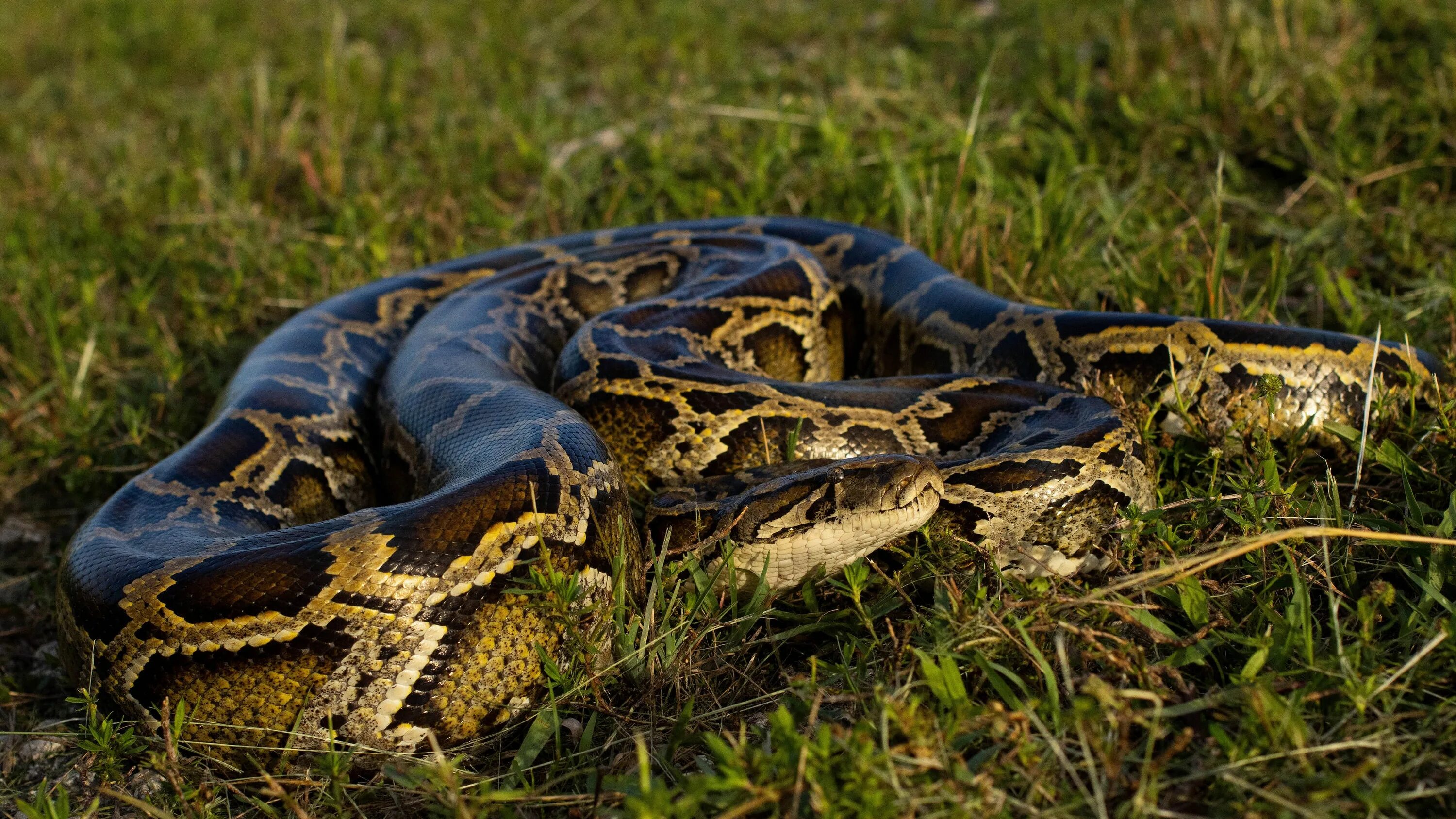 Бои питона. Жареный питон с человеком. Сиртлонлар фото. Флоридский питон. Бирманский питон.