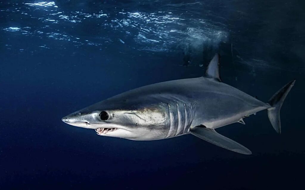 Акула мако опасна ли для человека. Акула мако. Голубая акула мако. Сельдевая акула мако. Акула мако и сельдевая акула.