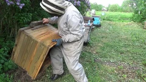 Посадить пчел