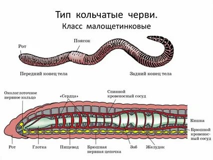 Грудная клетка плоских круглых кольчатых червей