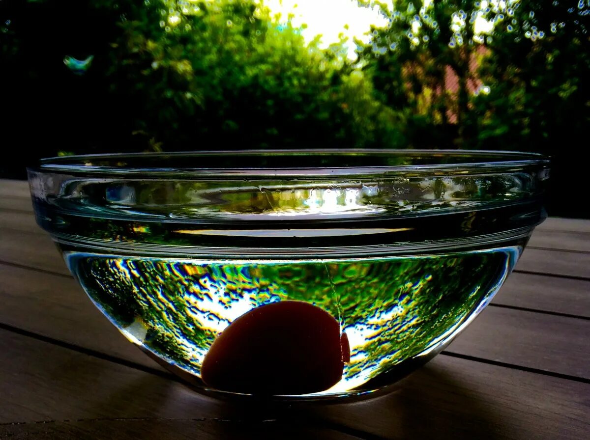 Миска с водой. Прозрачная чаша с водой. Блюдечко с водой. Блюдечко с водой. Тарелка с водой.