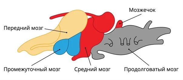 Интегрирующий отдел головного мозга у рептилий. Мозг рептилии. головной мозг рептилий. мозг пресмыкающихся. строение головного мозга рептилий.