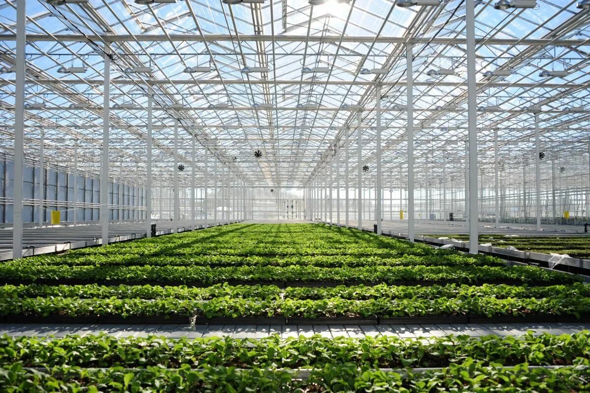 Продукты сельского хозяйства. Тепличный комбинат холмовка. Овощи открытого грунта. Луховицкие овощи тепличный комбинат. Европейское овощеводство.