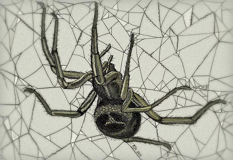 График spider. Паук живопись. паук графика. изображение паука. паук эскиз.