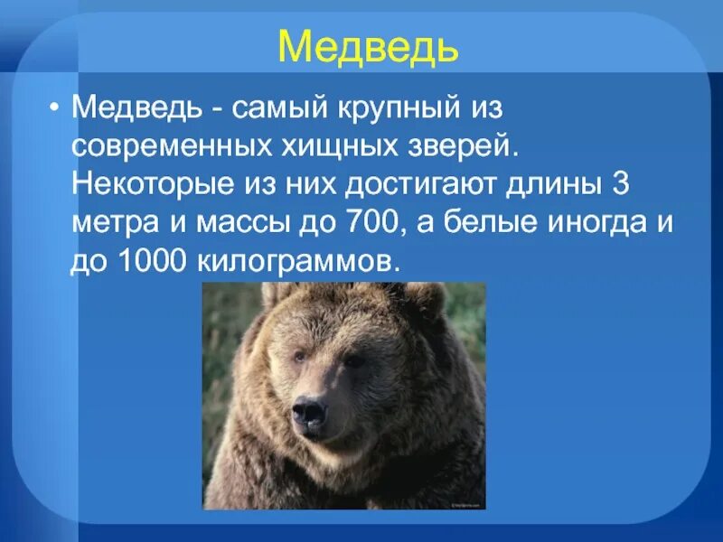 Бианки музыкант конспект урока 2 класс. Медведь самый крупный из современных хищных зверей. 2 класс школа россии бианки музыкант. медведь музыкант бианки. бианки музыкант презентация 2 класс школа россии.