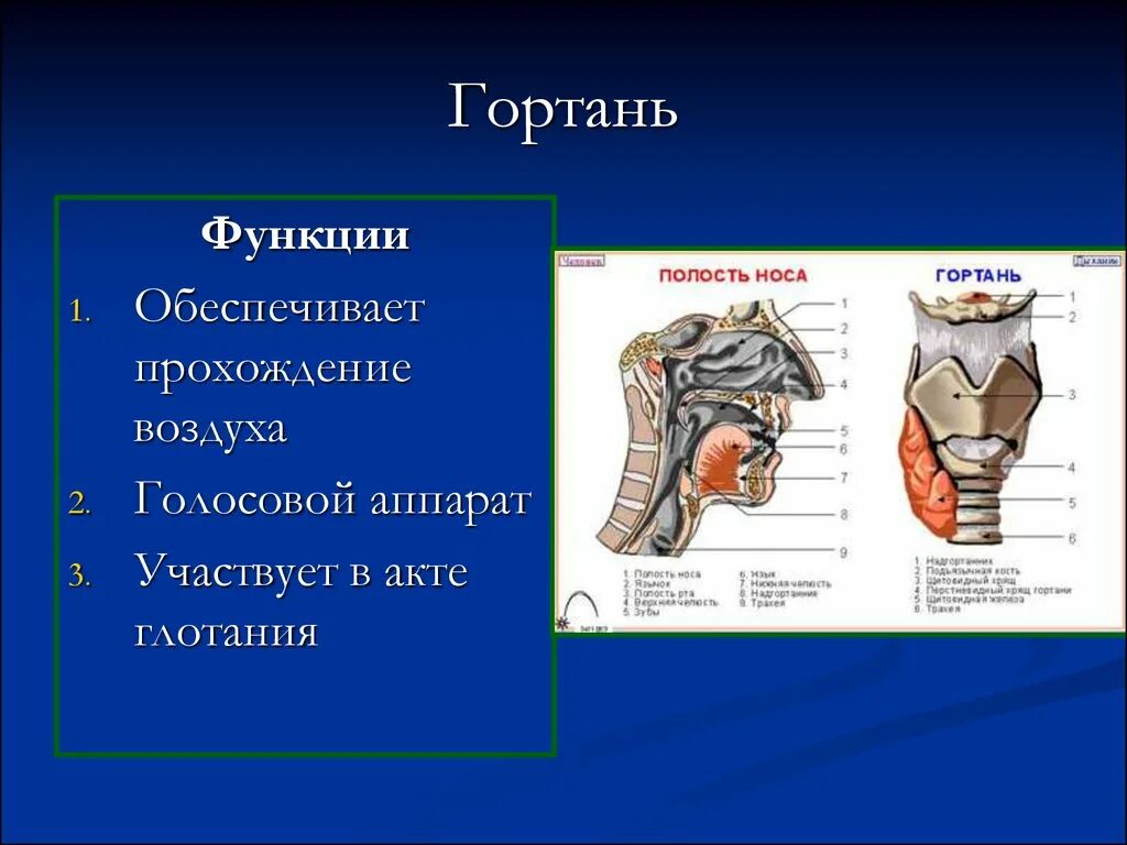 Функции гортани в дыхательной. Функции гортани. Функции гортани человека. Гортань строение и функции. Голосовая функция гортани.