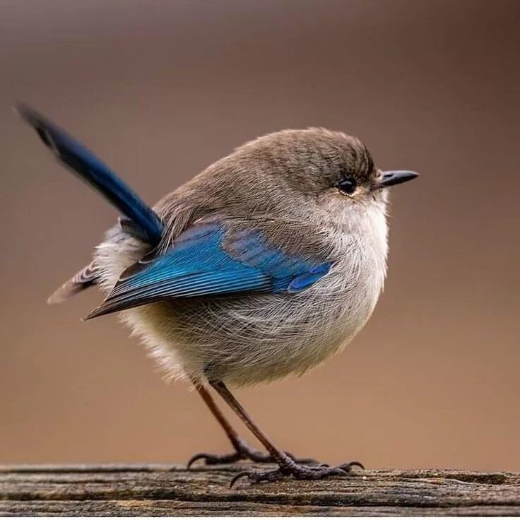 Tufted titmouse. Маленькая домашняя птичка. Ржавощёкая длиннохвостая синица. Маленькие птицы. Мелкая пташка.