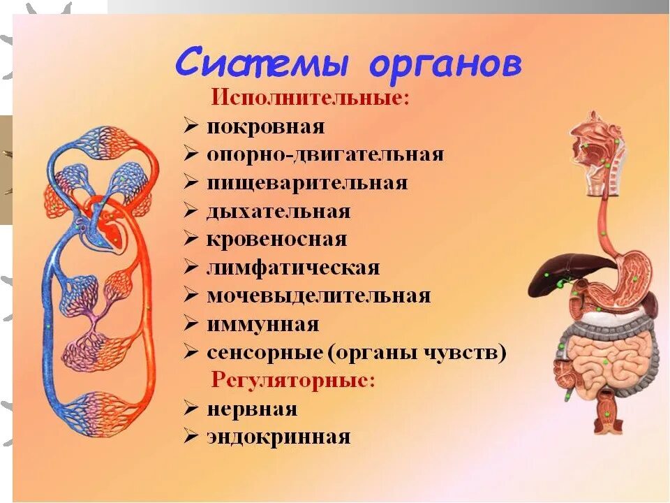 Системы органов. Органы и системы органов человека. Система органов анатомия. Системы органов человека схема.