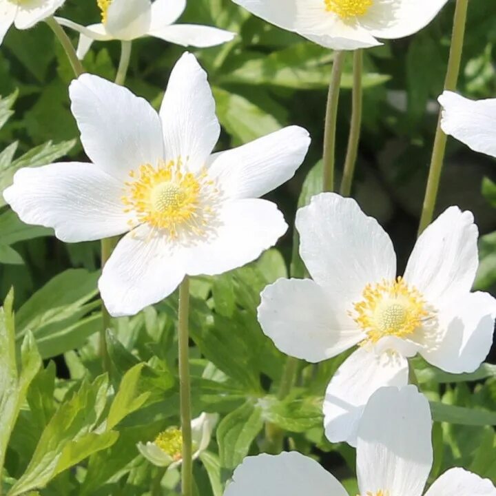Ветренницы. Ветреница (анемона) лесная (anemone sylvestris). Анемона весенняя ветреница. Анемона дубравная anemone sylvestris. Ветреница дубравная лесная.
