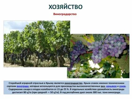 Окружающий мир винограда