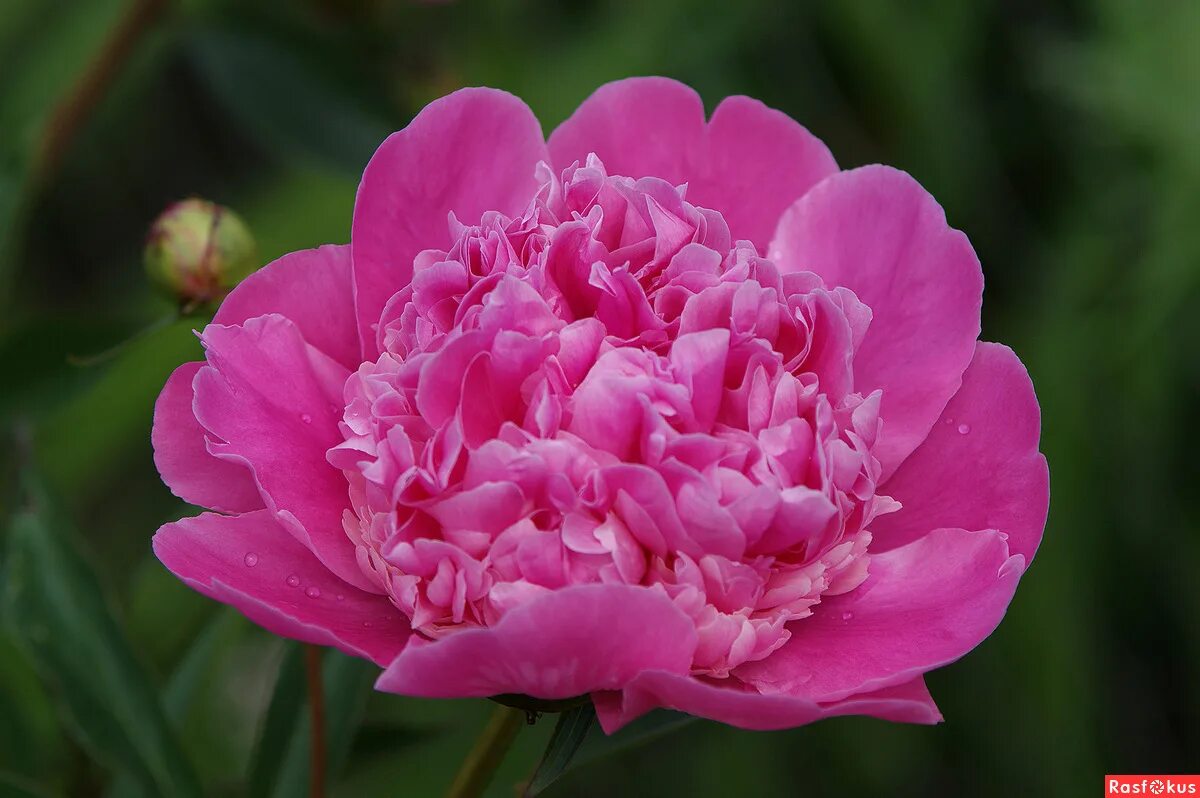 пион rogweige. пион king`s day. видео пионов цветение. видео пионов цветение. видео пионов цветение.
