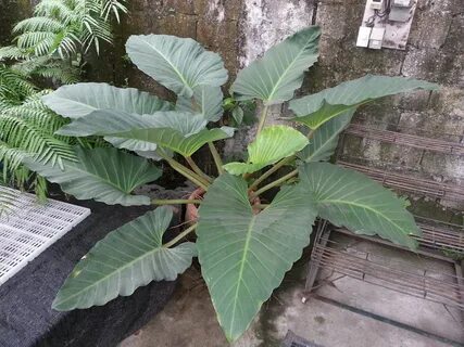 Ask plants