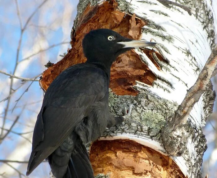 черная желна. чёрный дятел фото. желна дятел самка. чёрный дятел без красной шапочки. дятел черный большой без красной шапочки.