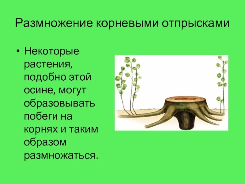 С помощью чего размножается большинство растений. Размножение корневыми отпрысками. размножение растений корневыми отпрысками. растения размножающиеся корневыми отпрысками. вегетативное размножение корневыми отпрысками.