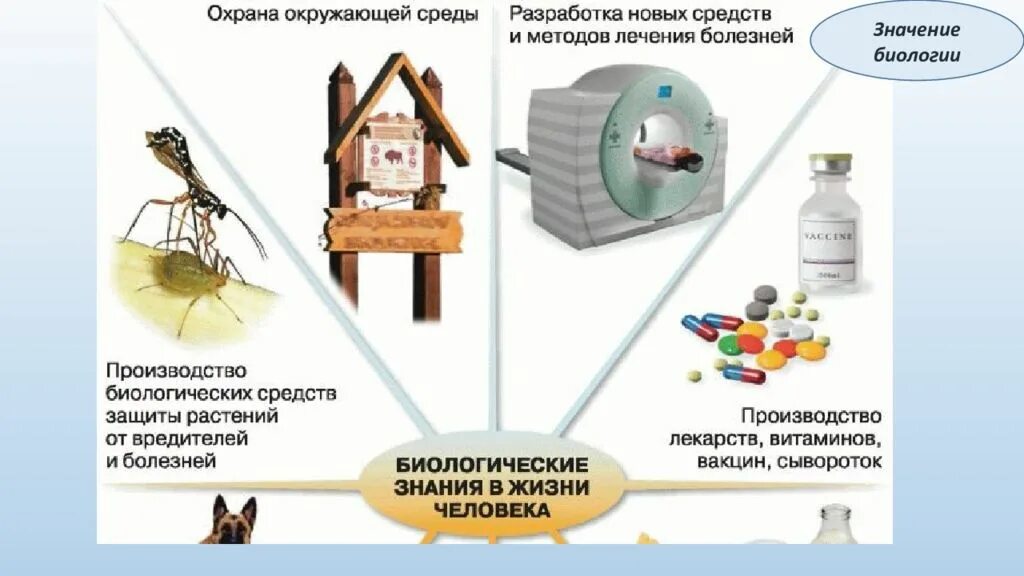 Значение биологии. Биологические знания в жизни человека. Значение биологических знаний. Значение биологии в жизни человека. Конспект по теме значение биологии