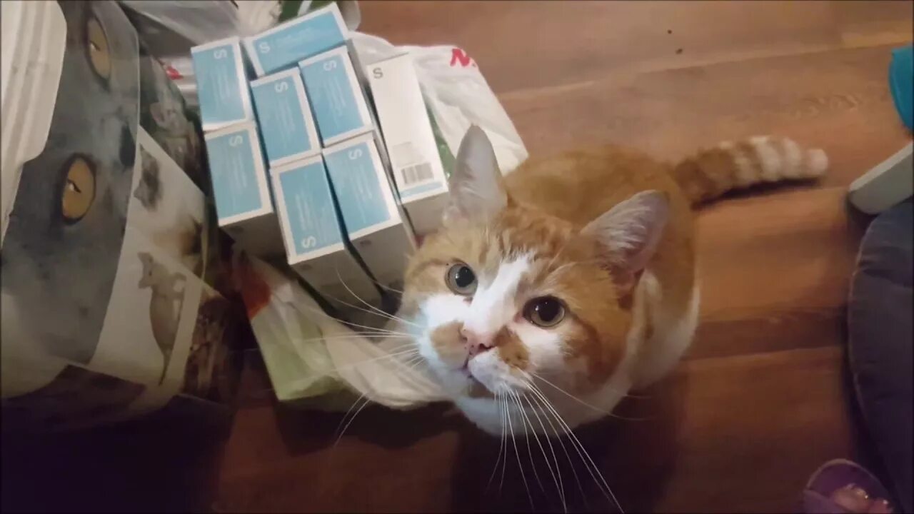 Боря отдам. Кот боря. жадный кот боря. кот не отдает булку.