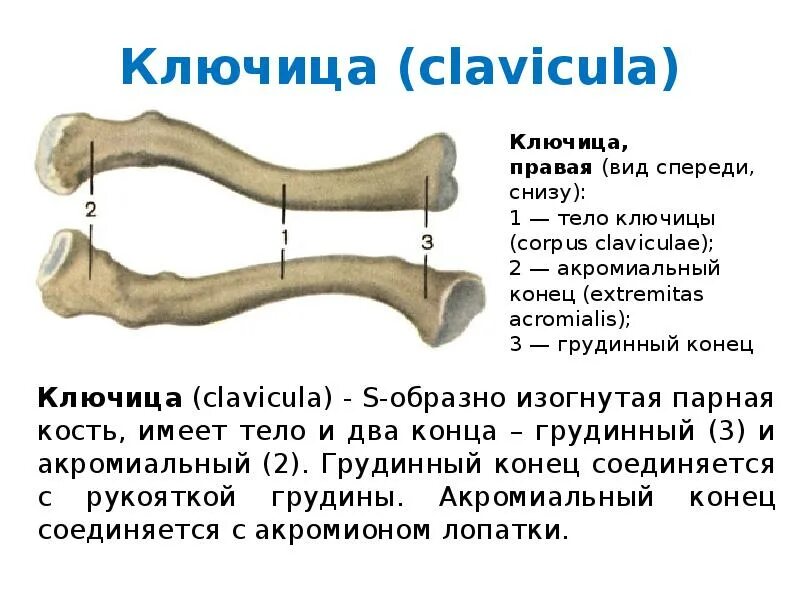 Ключица тип кости. Ключица тип кости