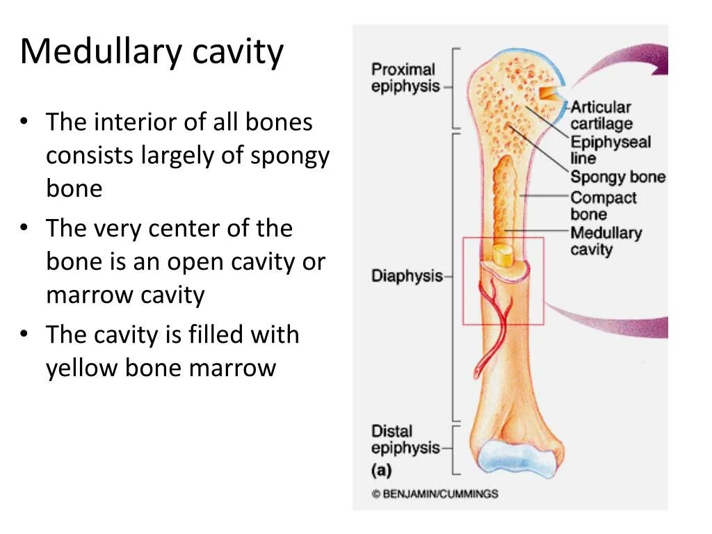 Medullary. Structure of long Bone.. Medullary Cavernoma. Bone meaning