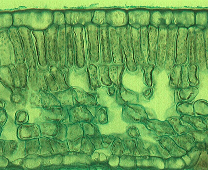 Кожица традесканции под микроскопом. Столбчатый мезофилл листа. Мезофилл листа под микроскопом. Препарат столбчатой ткани листа под микроскопом. Столбчатая ткань листа мезофилл.