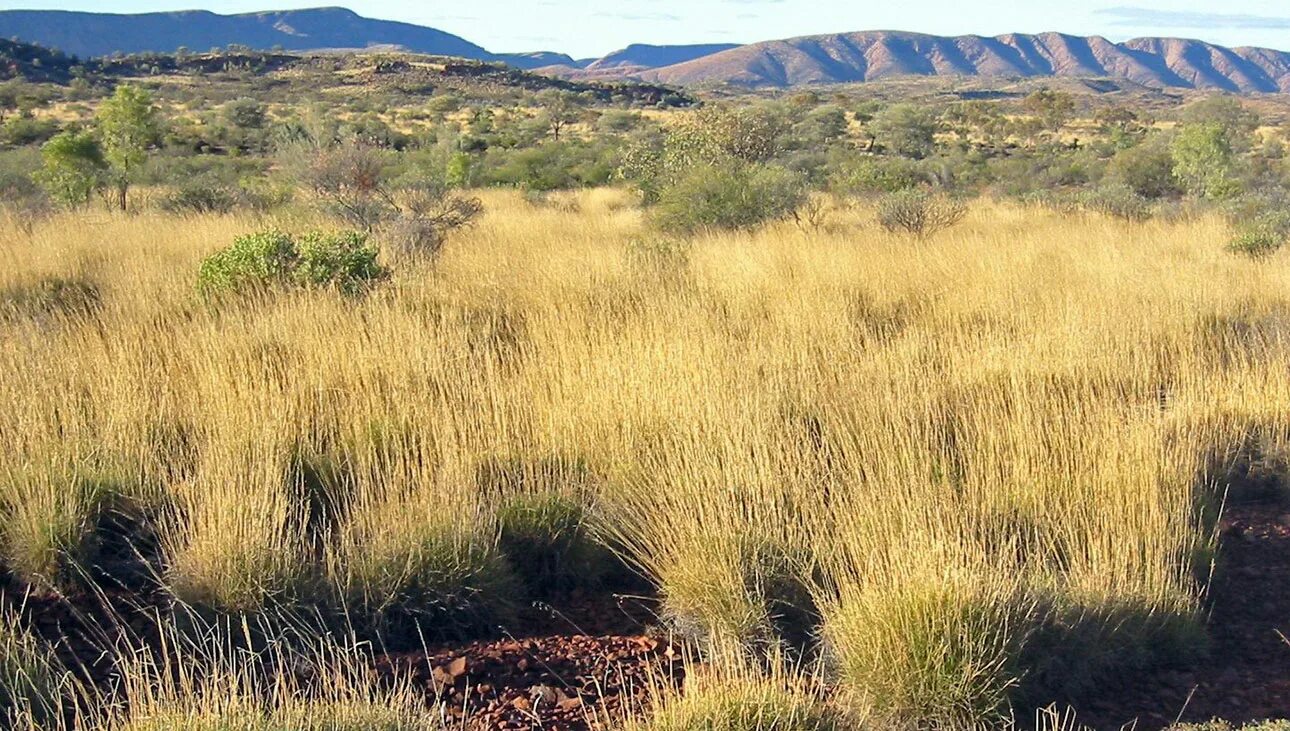 Степи пампы климат. Трава саванны. Злаки саванны. Мискантус поле. Бородач трава саванн африки.