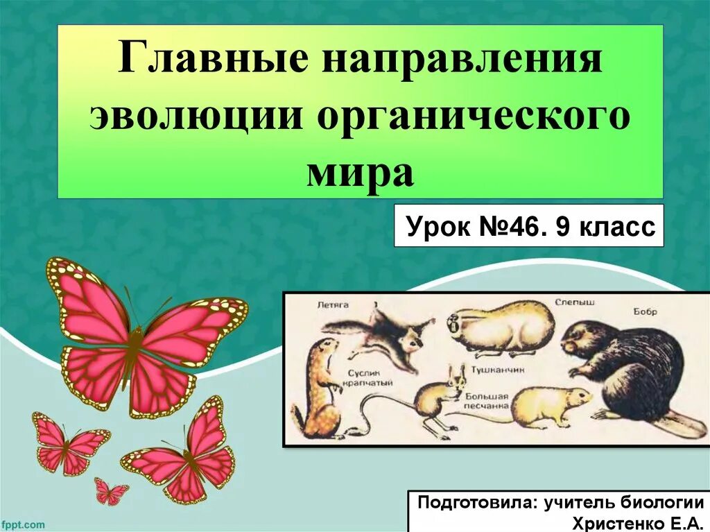 Определите по рисунку направления эволюции обоснуйте свой. Главные направления органической эволюции. Урок главные направления эволюции.