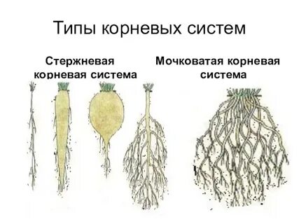 Изучение строения корневых систем стержневой и мочковатой