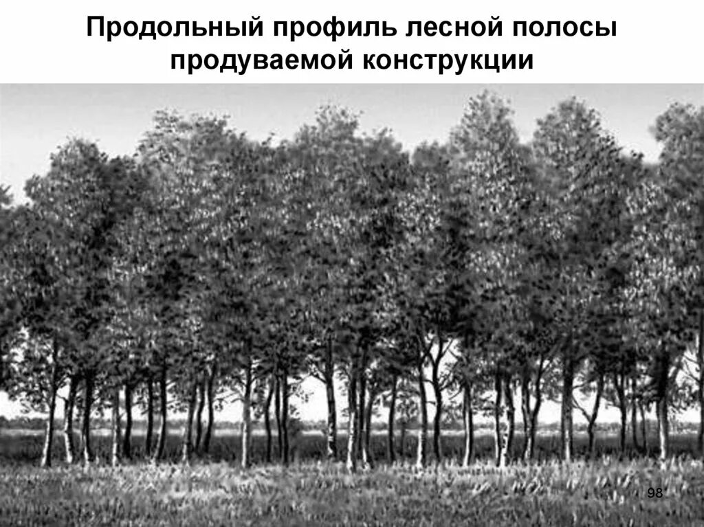 Создание полезащитной лесной полосы. Конструкции полезащитных лесных полос. схемы полезащитных лесных полос. классификация полезащитных лесных полос. ажурная конструкция лесополосы.