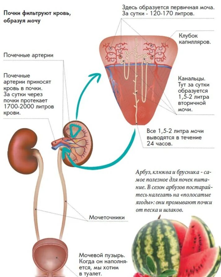 Почему плохие почки