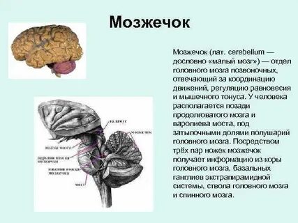 Мозжечок входит в состав конечного мозга