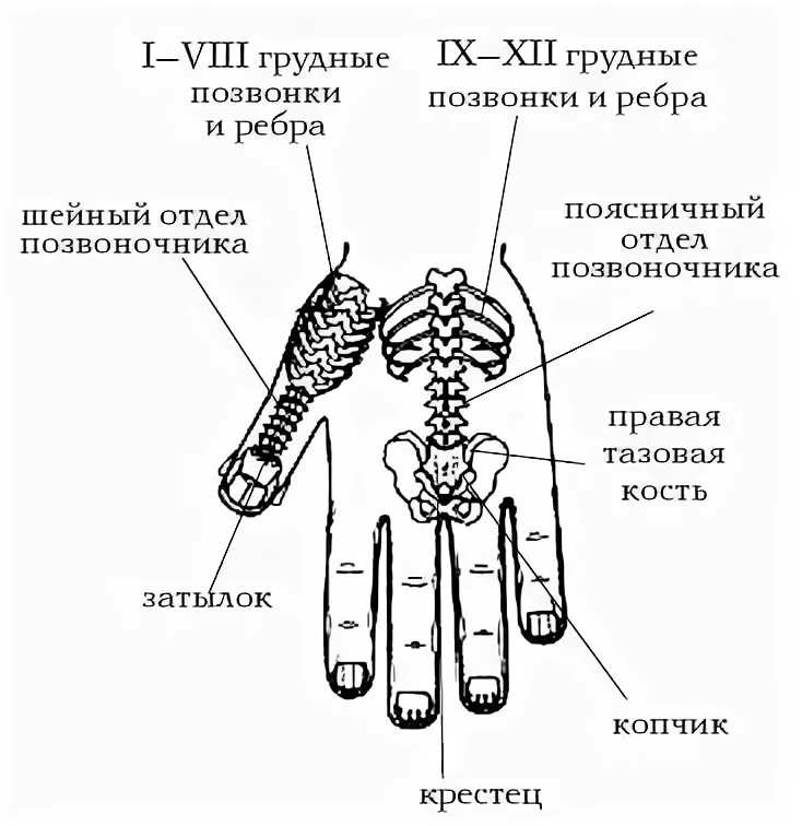 Точечный массаж спины схема точек. Точечный массаж руки схема. Су джок схема массажа. Точки на спине для массажа для расслабления мышц. Су джок проекции на руке.