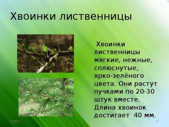 Особенности расположения хвоинок на побеге ели PPT КРАСНАЯ КНИГА РЕСПУБЛИКИ КОМИ PowerPoint Presentation ID:6636218